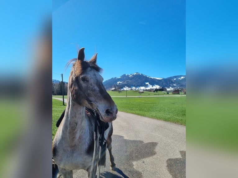 Friesen Mix Stute 16 Jahre 157 cm in Sonthofen