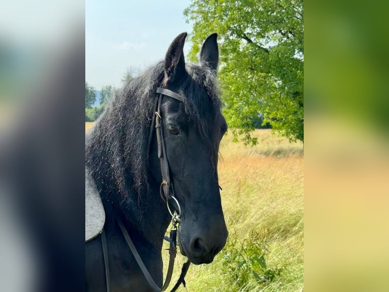 Friesen Stute 16 Jahre 158 cm Rappe in Sch&#xF6;llnach