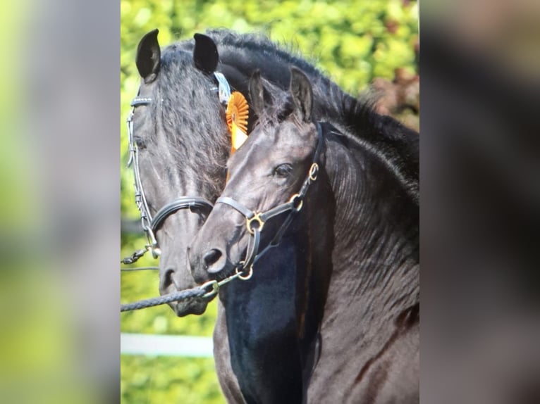 Friesen Stute 16 Jahre 160 cm Rappe in Viersen