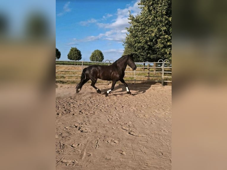 Friesen Stute 16 Jahre 160 cm Rappe in Viersen