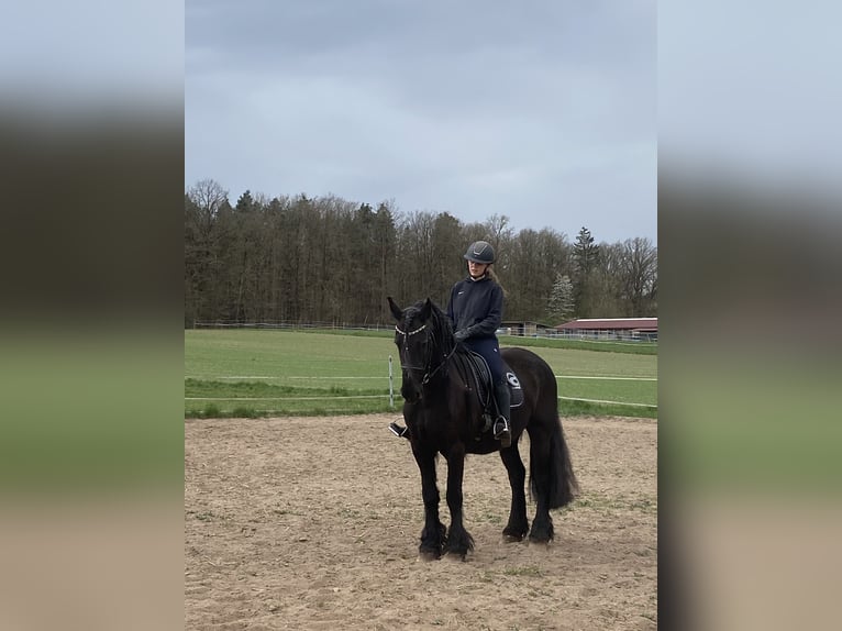 Friesen Stute 16 Jahre 164 cm Rappe in Bamberg