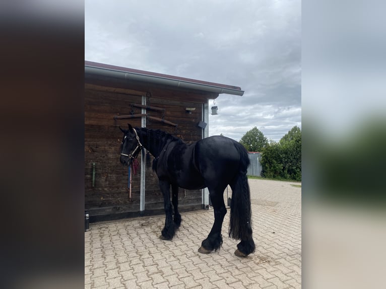 Friesen Stute 16 Jahre 164 cm Rappe in Bamberg