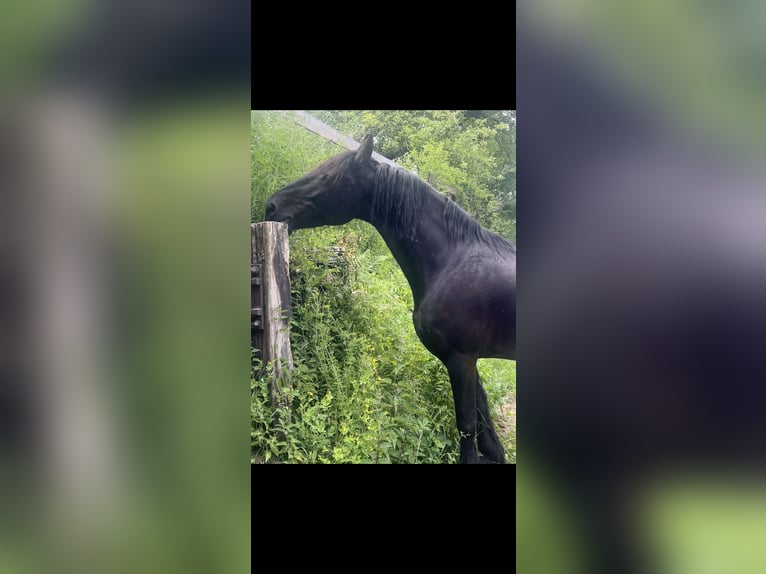 Friesen Stute 16 Jahre 168 cm Rappe in Feldkirchen