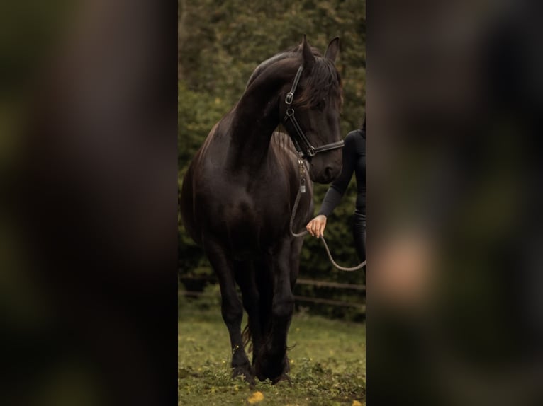 Friesen Stute 16 Jahre 168 cm Rappe in Feldkirchen