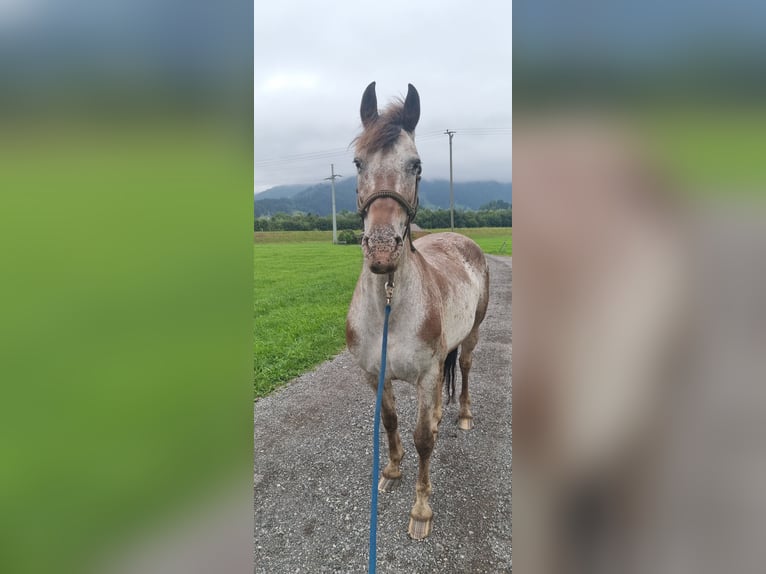 Friesen Mix Stute 17 Jahre 156 cm Braunfalbschimmel in Sonthofen