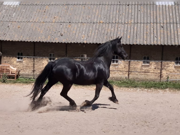 Friesen Stute 17 Jahre 162 cm Rappe in Tzummarum