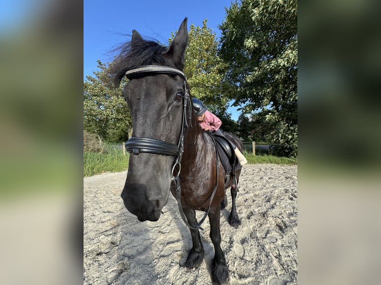 Friesen Stute 17 Jahre 163 cm Rappe in Emden