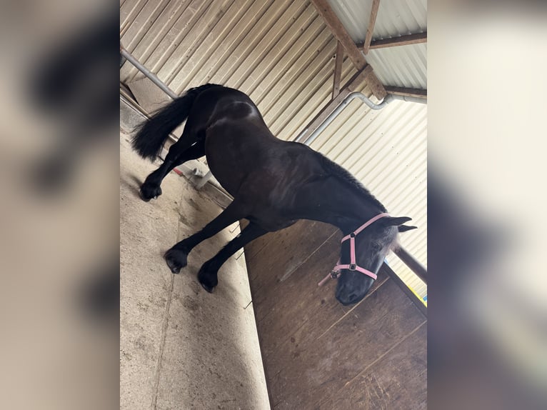 Friesen Stute 17 Jahre 163 cm Rappe in Emden