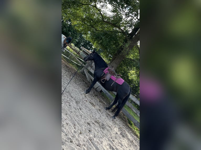 Friesen Mix Stute 18 Jahre 150 cm Rappe in Visselhövede