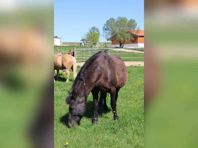 Friesen Mix Stute 18 Jahre 160 cm  in Moorenweis