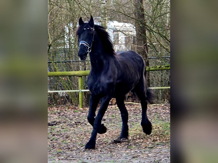 Friesen Stute 18 Jahre 168 cm Rappe in Someren