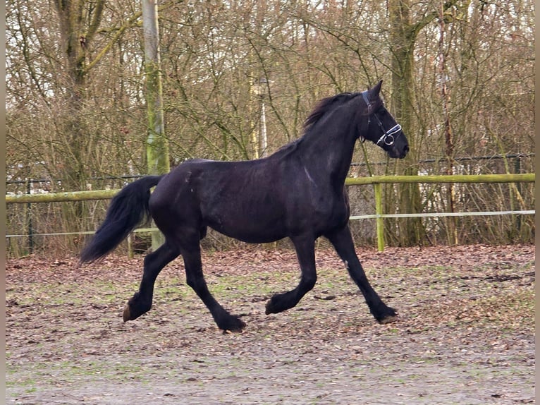 Friesen Stute 18 Jahre 168 cm Rappe in Someren