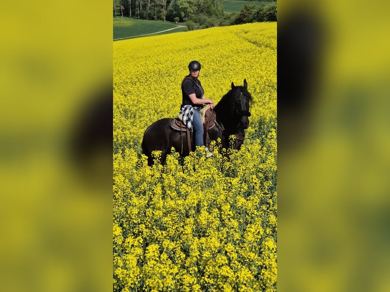 Friesen Stute 19 Jahre 163 cm Rappe in Lauchheim-Röttingen