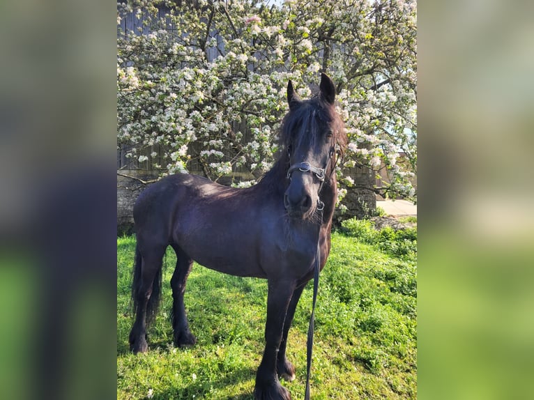 Friesen Stute 19 Jahre 163 cm Rappe in Lauchheim-Röttingen