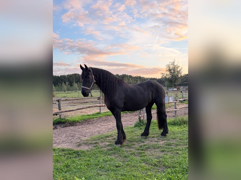 Friesen Stute 19 Jahre 168 cm Rappe in Weert
