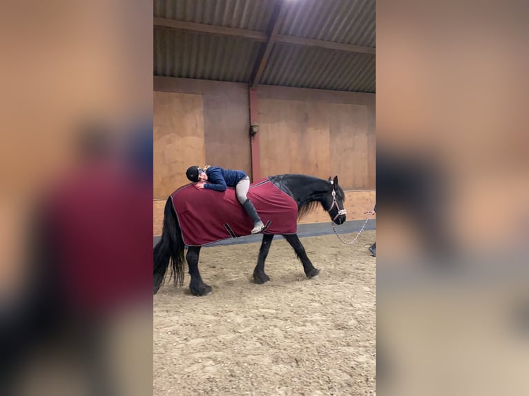 Friesen Stute 19 Jahre 168 cm Rappe in Weert