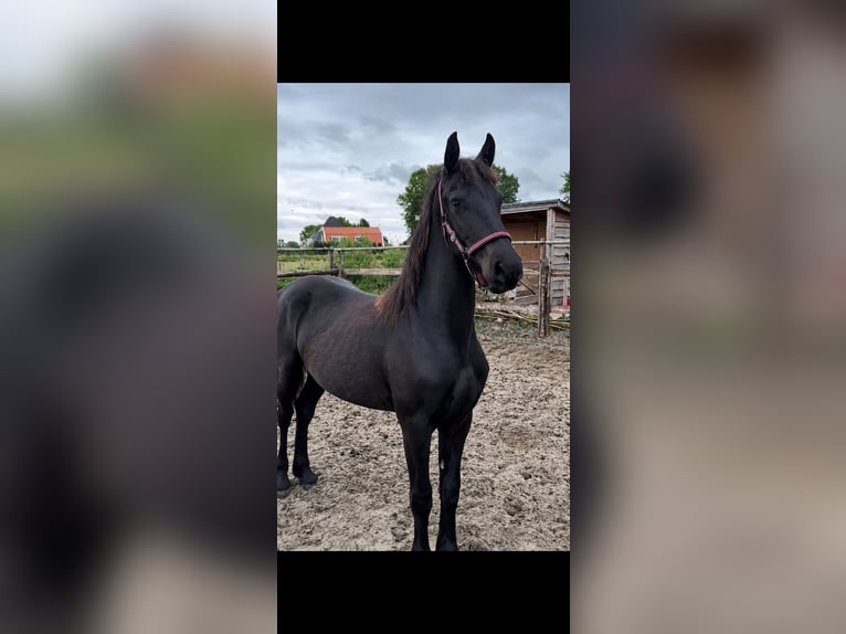 Friesen Stute 1 Jahr 135 cm Rappe in Valthermond