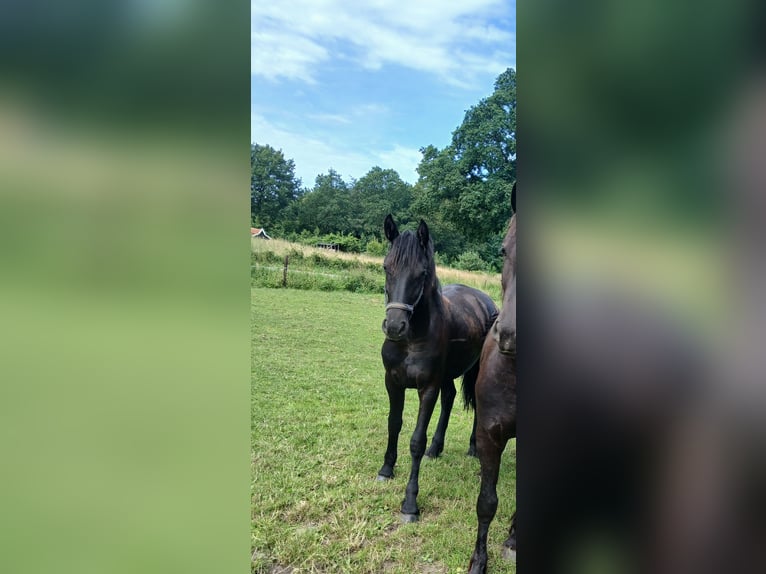 Friesen Mix Stute 1 Jahr 140 cm Rappe in Enschede