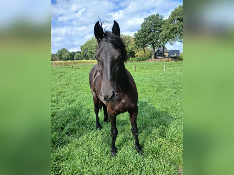 Friesen Mix Stute 1 Jahr 140 cm Rappe in Enschede