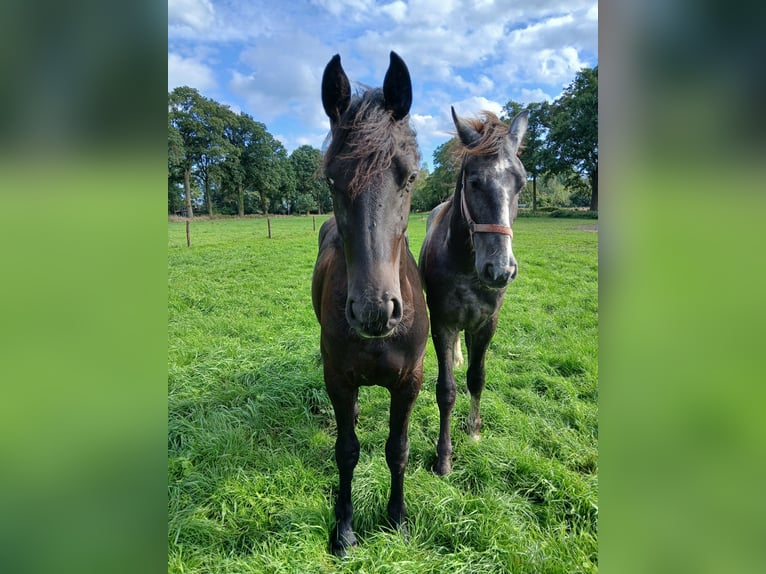 Friesen Mix Stute 1 Jahr 140 cm Rappe in Enschede