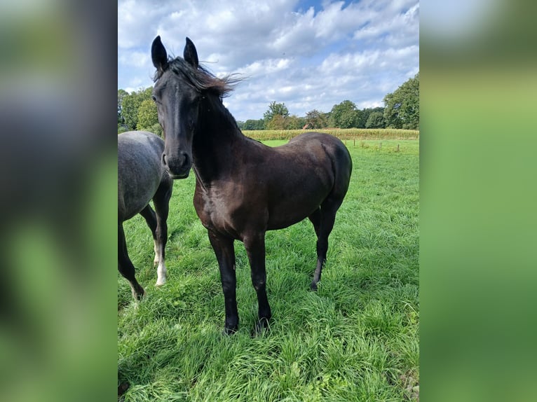 Friesen Mix Stute 1 Jahr 140 cm Rappe in Enschede