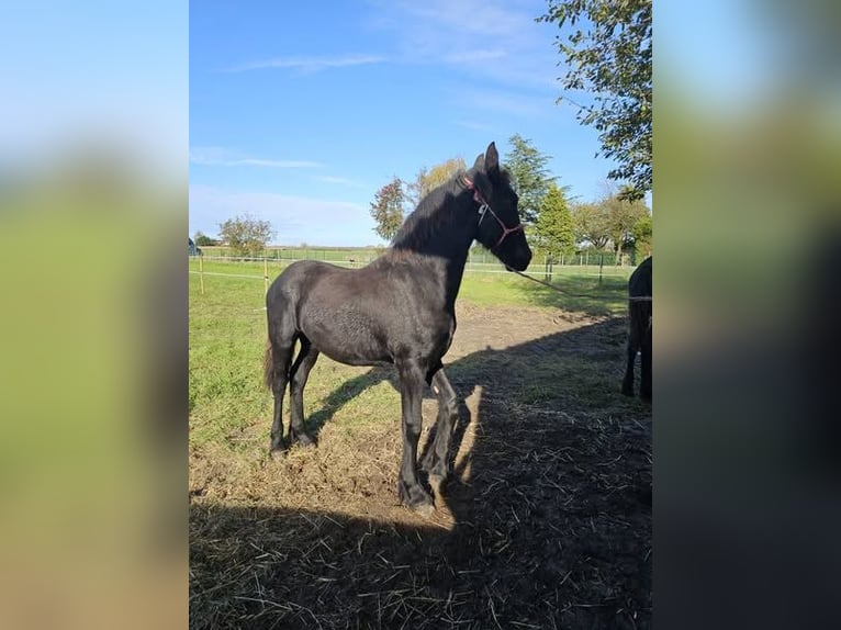 Friesen Stute 1 Jahr 140 cm Rappe in Drieslinter