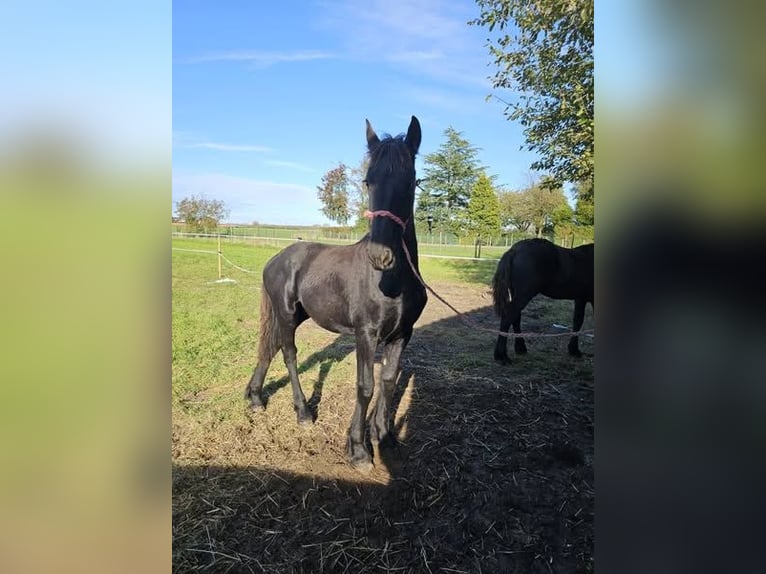 Friesen Stute 1 Jahr 140 cm Rappe in Drieslinter