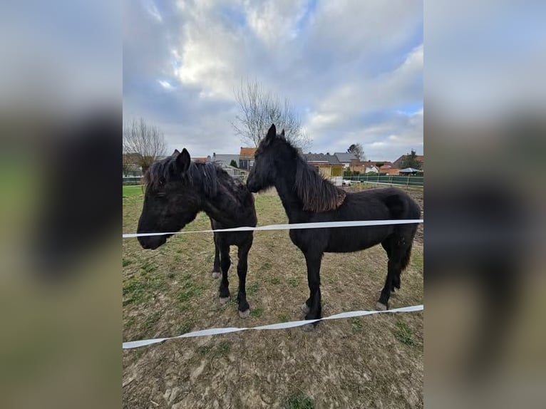 Friesen Stute 1 Jahr 140 cm Rappe in Drieslinter