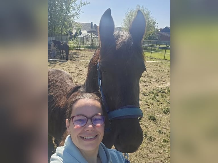 Friesen Stute 1 Jahr 140 cm Rappe in Drieslinter