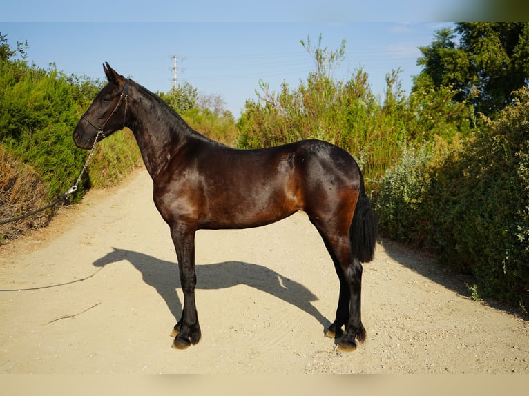 Friesen Mix Stute 1 Jahr 152 cm Rappe in Corona
