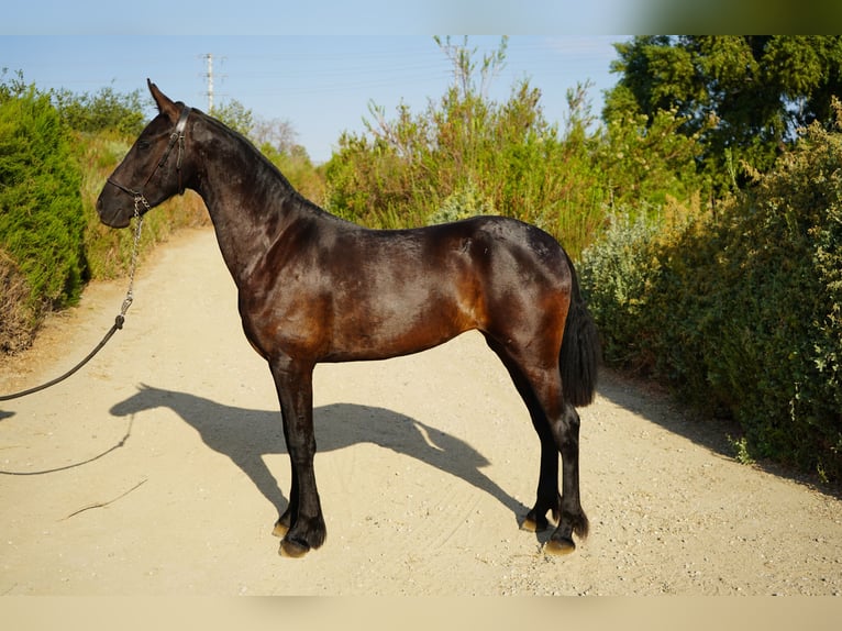 Friesen Mix Stute 1 Jahr 152 cm Rappe in Corona