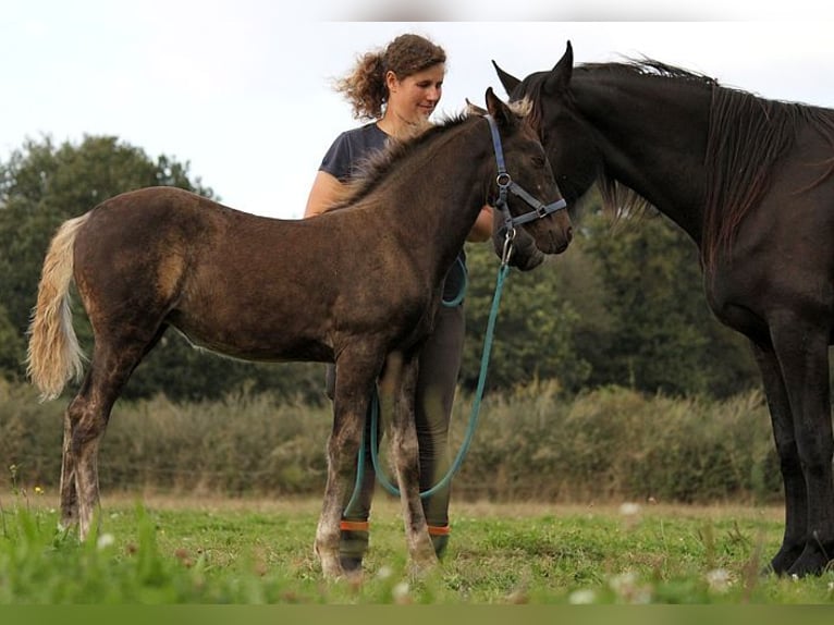 Friesen Stute 1 Jahr 159 cm Rappe in GOVEN