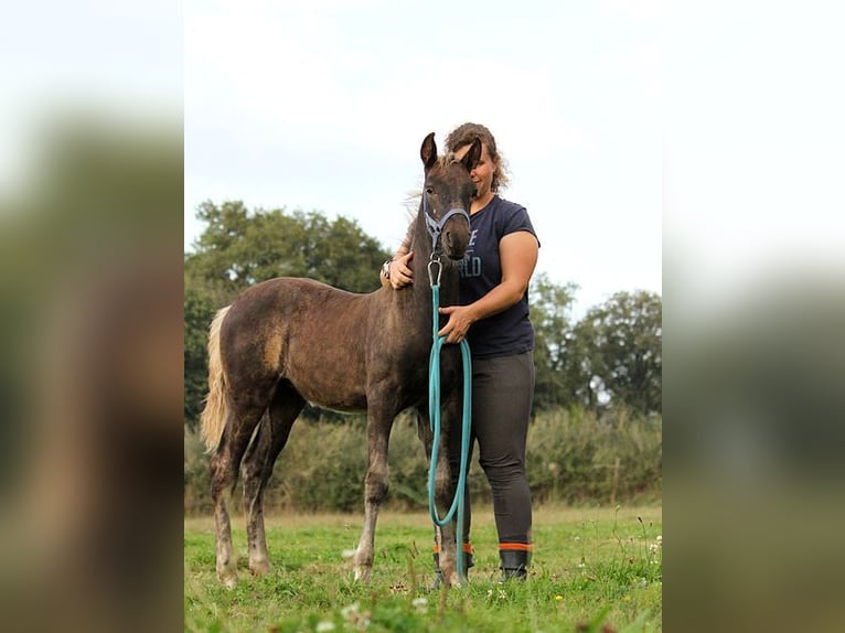 Friesen Stute 1 Jahr 159 cm Rappe in GOVEN