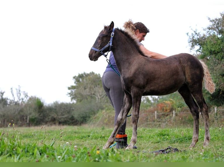 Friesen Stute 1 Jahr 159 cm Rappe in GOVEN