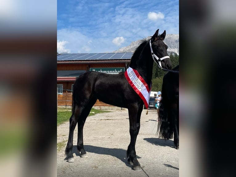 Friesen Stute 1 Jahr 160 cm Rappe in Sankt Michael im Lungau