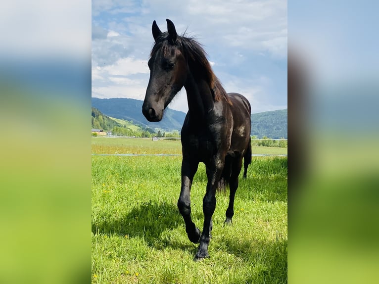 Friesen Stute 1 Jahr 160 cm Rappe in Sankt Michael im Lungau