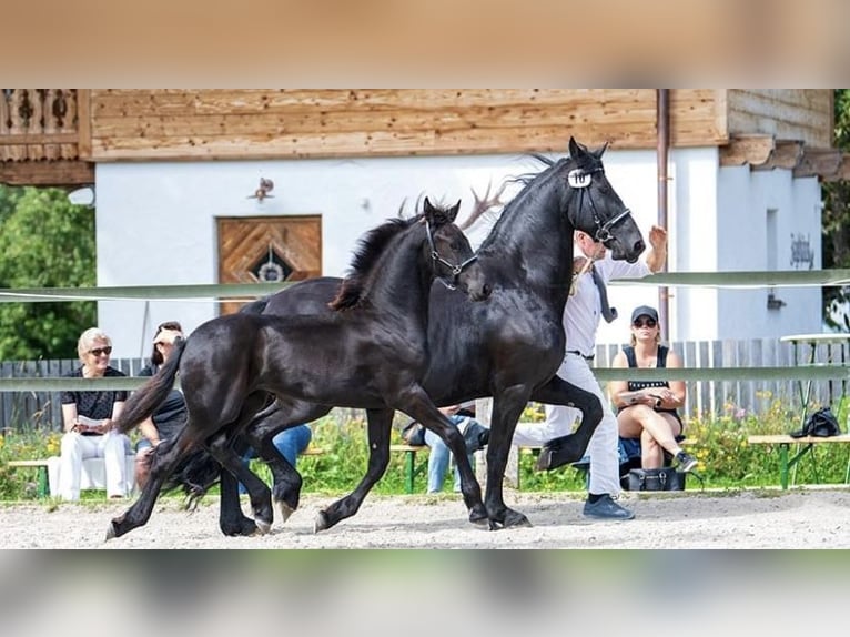 Friesen Stute 1 Jahr 160 cm Rappe in Sankt Michael im Lungau