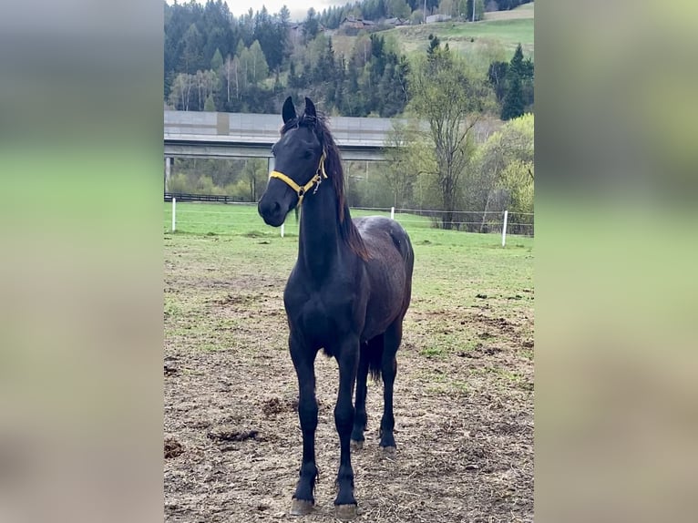 Friesen Stute 1 Jahr 160 cm Rappe in Sankt Michael im Lungau