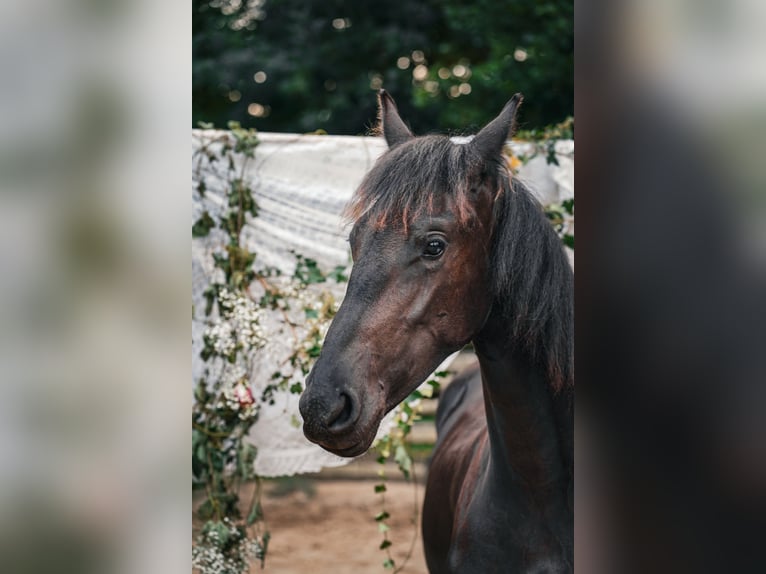 Friesen Stute 1 Jahr 160 cm Rappe in Altd&#xF6;bern