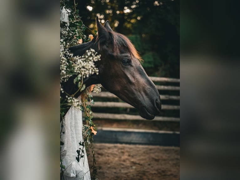 Friesen Stute 1 Jahr 160 cm Rappe in Altd&#xF6;bern