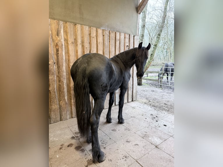 Friesen Stute 1 Jahr 160 cm Rappe in Altd&#xF6;bern
