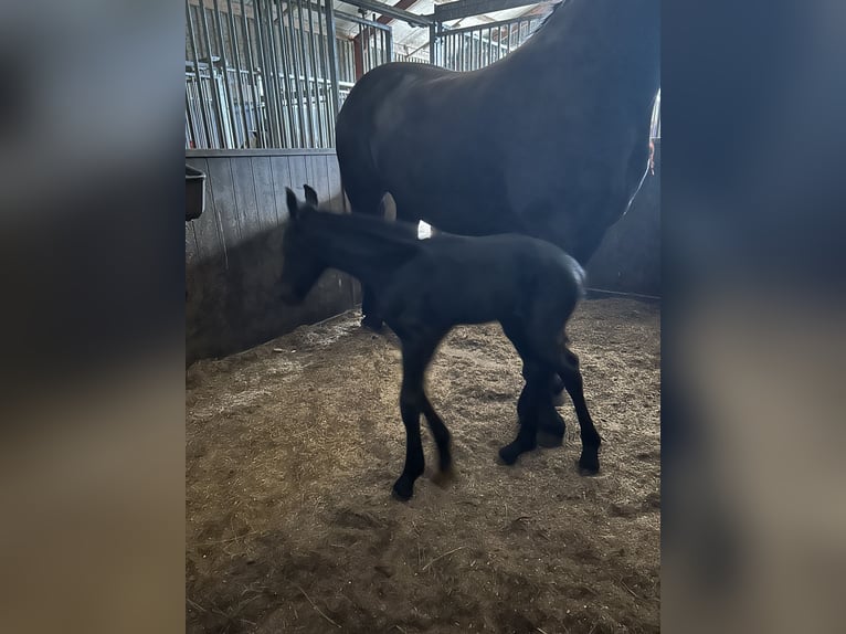 Friesen Stute 1 Jahr 164 cm Schwarzbrauner in LoosdrechtLoosdrecht