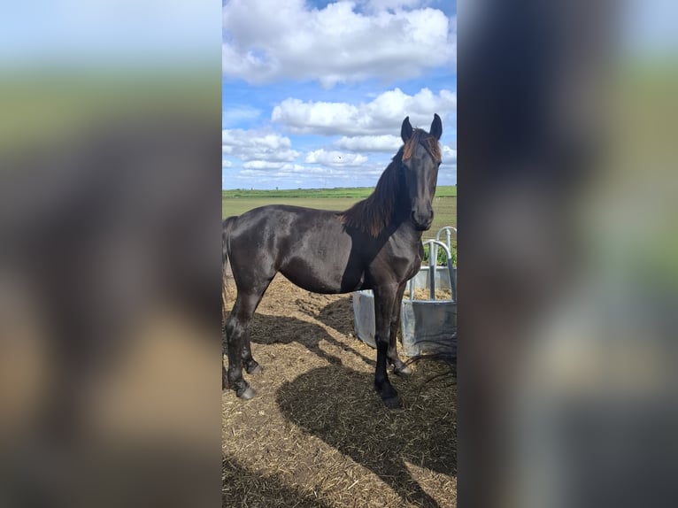Friesen Stute 1 Jahr Rappe in Oosterzee