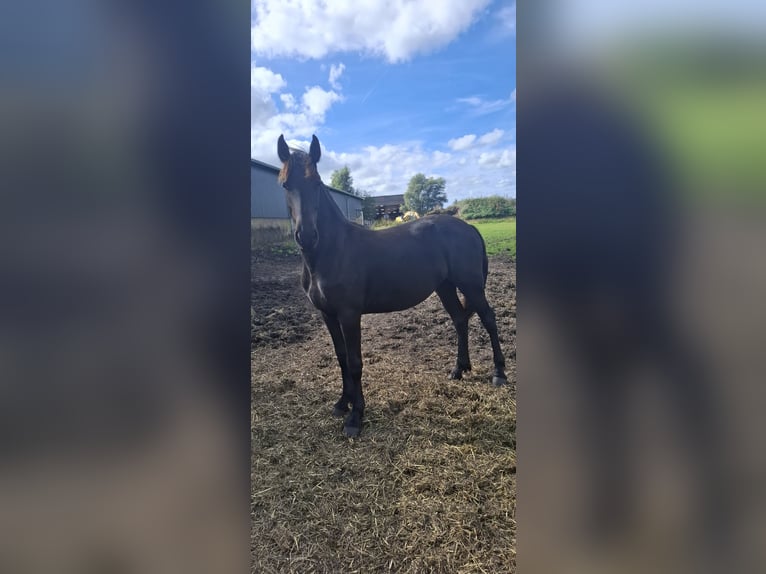 Friesen Stute 1 Jahr Rappe in Oosterzee