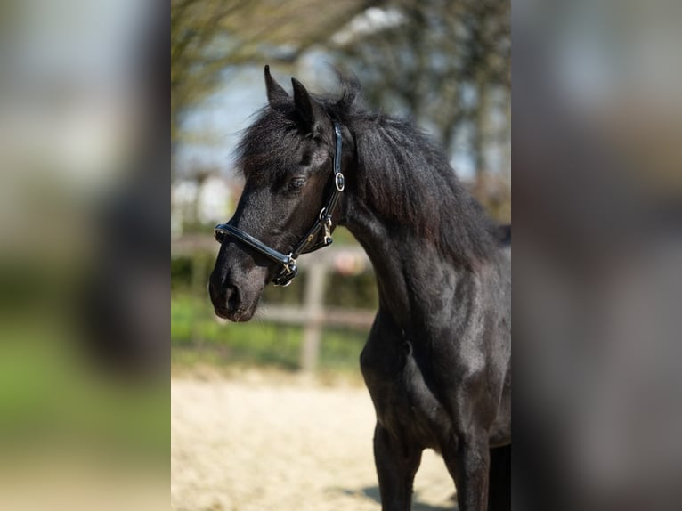 Friesen Stute 1 Jahr Rappe in Heinkenszand