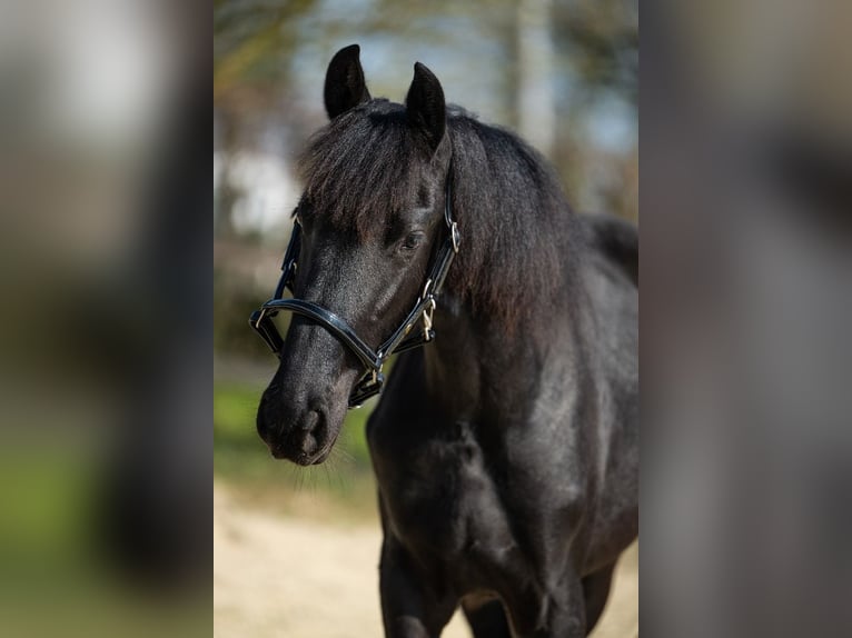 Friesen Stute 1 Jahr Rappe in Heinkenszand