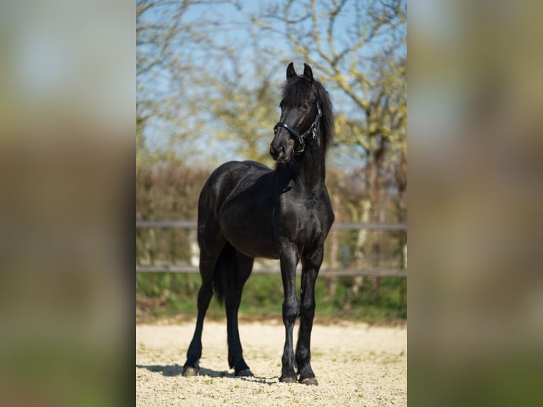 Friesen Stute 1 Jahr Rappe in Heinkenszand