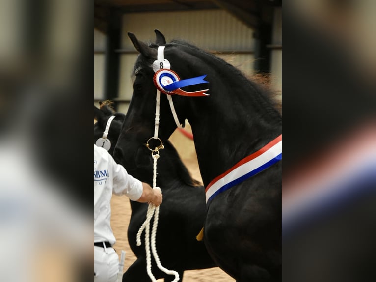 Friesen Stute 1 Jahr Rappe in Bethersden