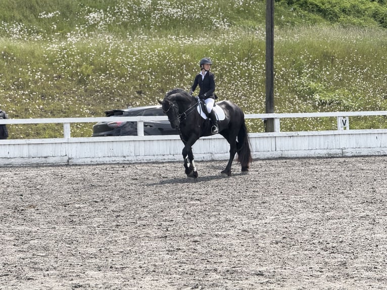 Friesen Stute 1 Jahr Rappe in Bethersden