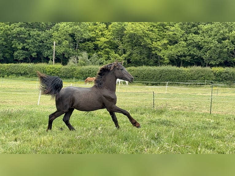 Friesen Stute 1 Jahr Rappe in Bethersden